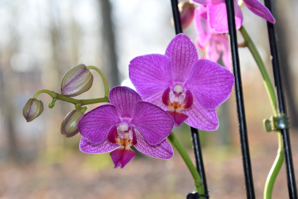 Tropical fulfillment purple