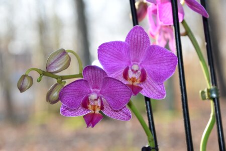 Tropical fulfillment purple