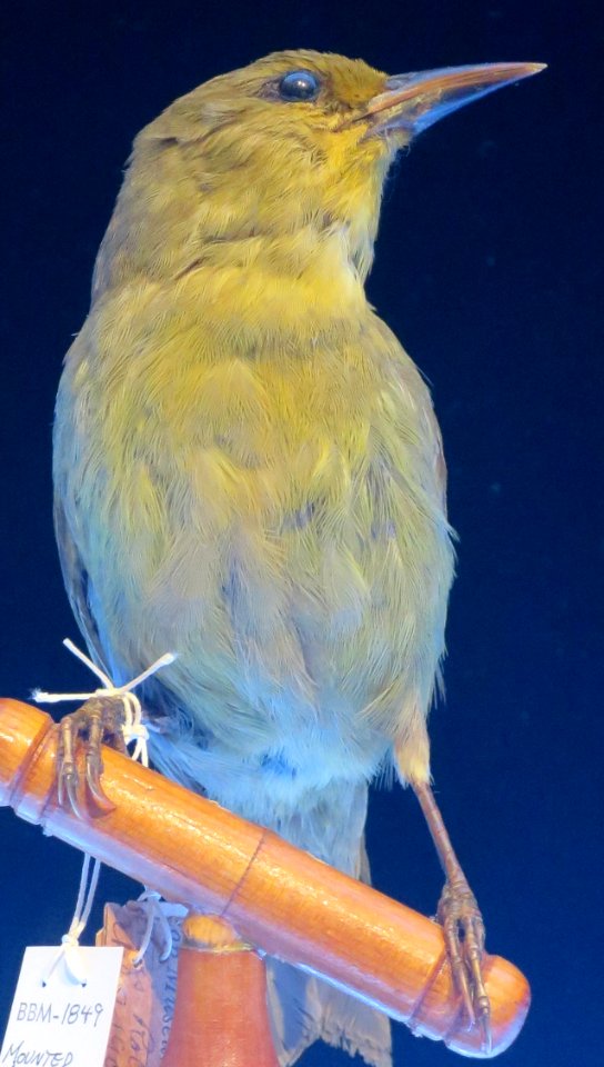 Viridonia sagittirostris (greater 'amakihi), Bishop Museum, Honolulu