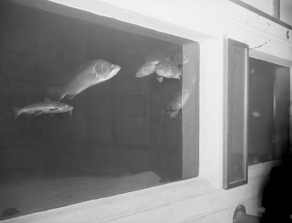 Vissen in een aquarium, Bestanddeelnr 13461