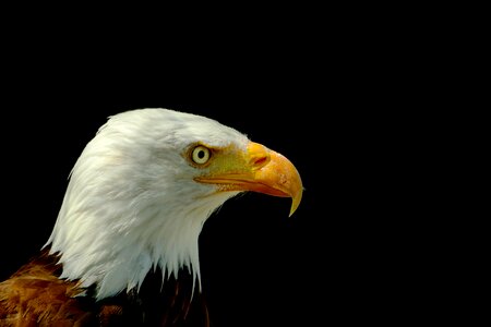 Adler bald eagle head