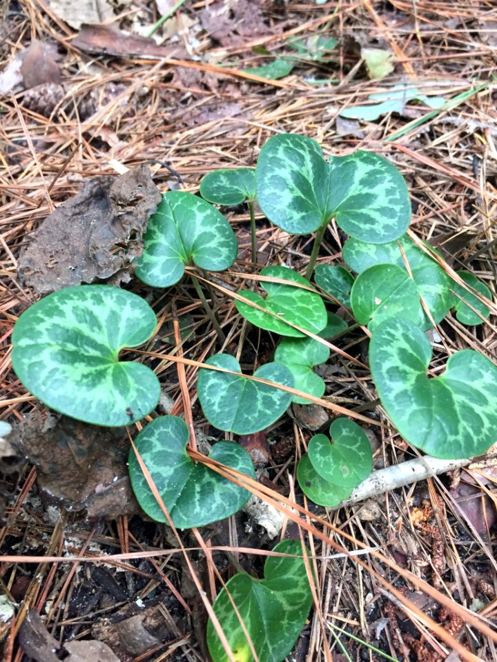 Virginia Heartleaf Duke Gardens