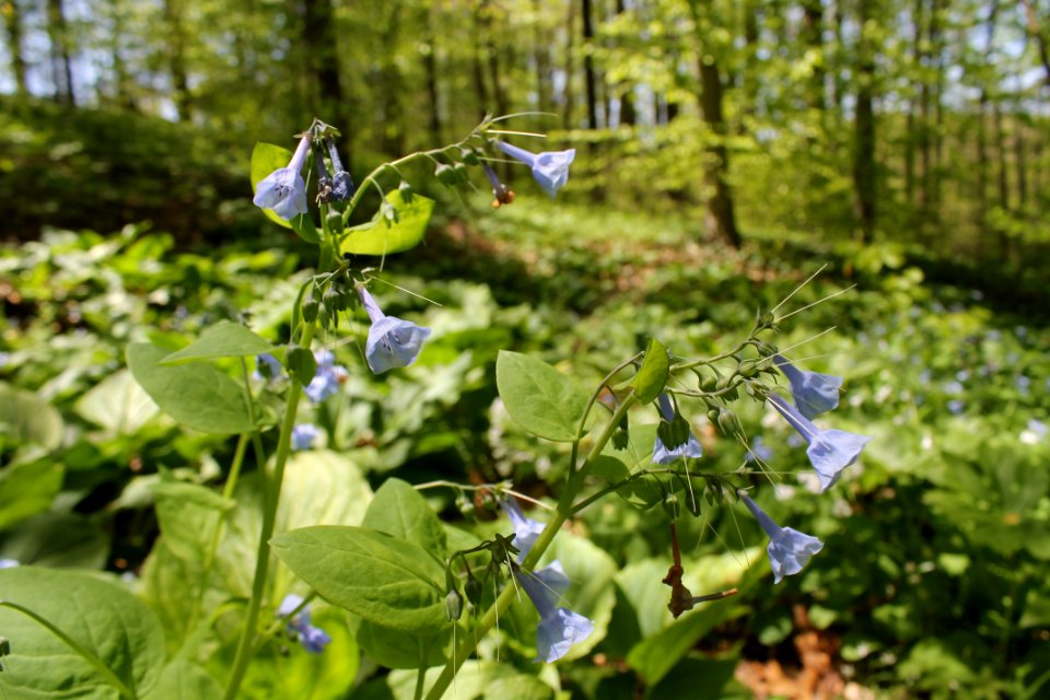 Virginia bluebell