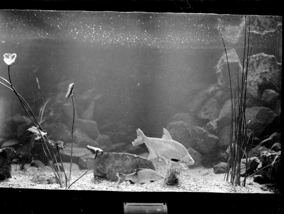 Vissen, aquarium, Bestanddeelnr 192-0147
