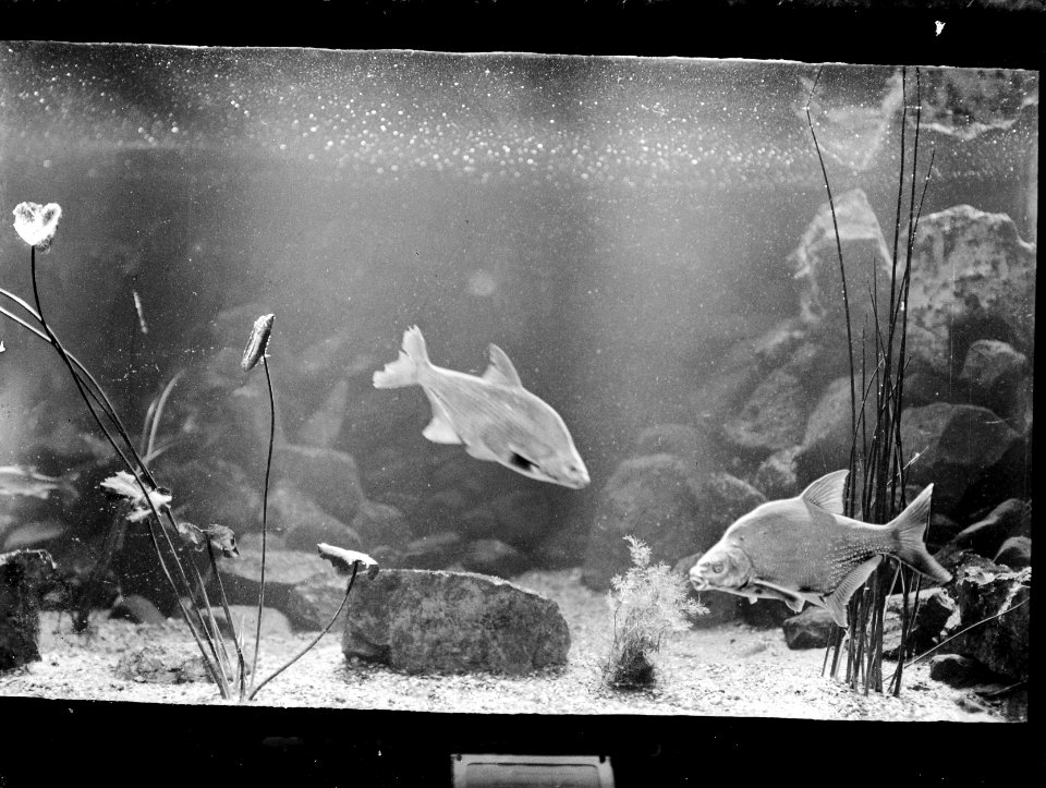 Vissen, aquarium, Bestanddeelnr 192-0148