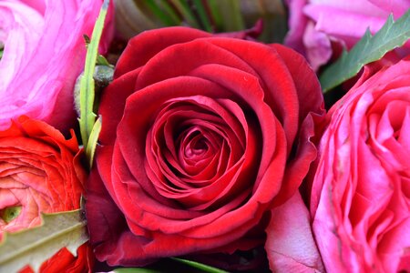 Bouquet of flowers nature pink