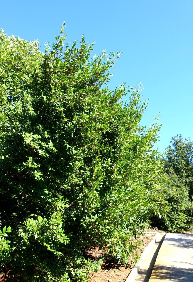 Visnea mocanera - Jardín Botánico de Barcelona - Barcelona, Spain - DSC09158