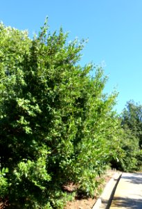 Visnea mocanera - Jardín Botánico de Barcelona - Barcelona, Spain - DSC09158
