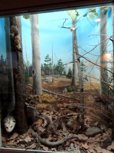 Virginia Opossum diorama - Springfield Science Museum - Springfield, MA - DSC03418