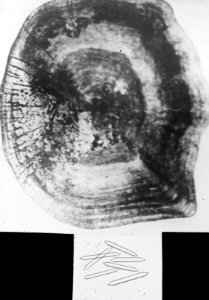 Visschub met guanine kristallen, Bestanddeelnr 194-1015