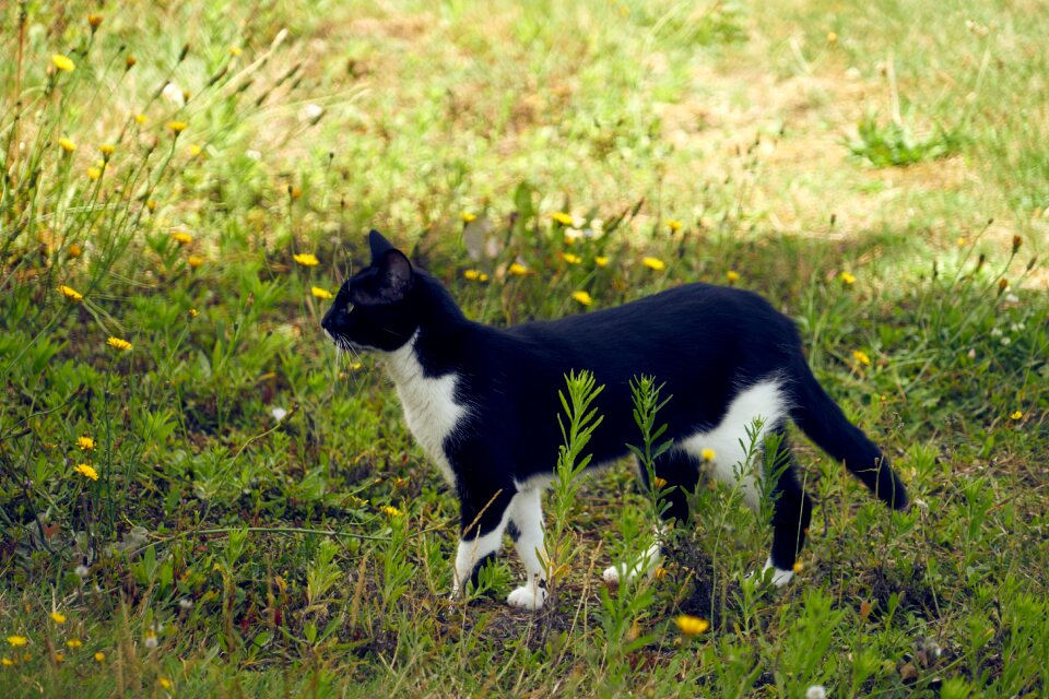 Domestic animal look garden
