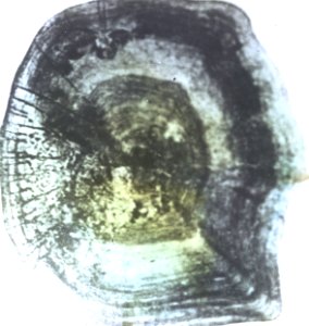 Visschub met guanine kristallen, Bestanddeelnr 194-1147