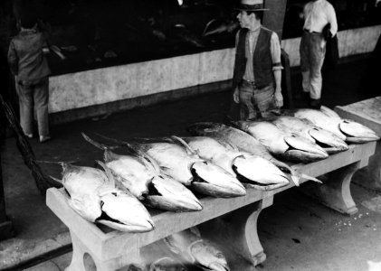 Vismarkt met tonijnen, Bestanddeelnr 255-9597 photo
