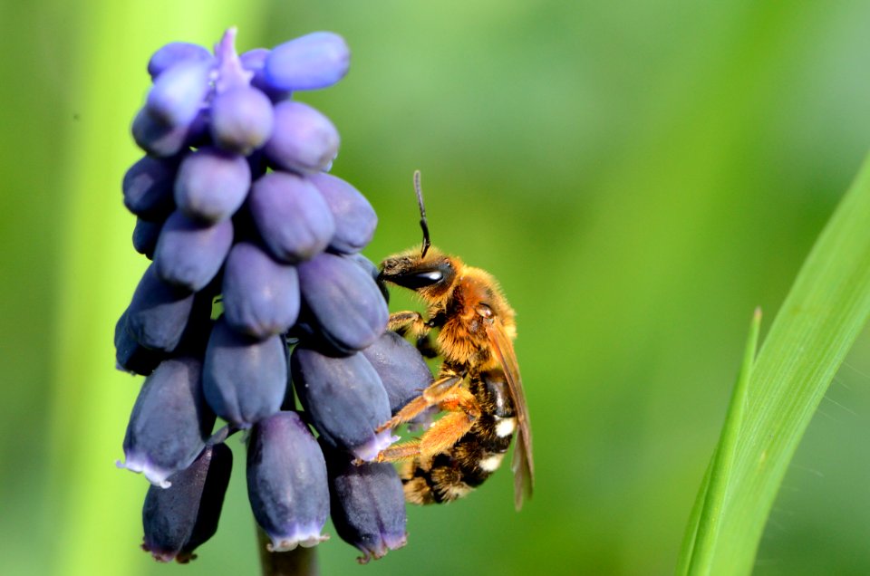 Visitor Muscari neglectum