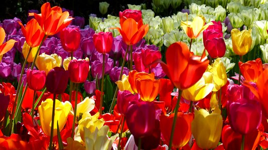 Keukenhof amsterdam flora photo