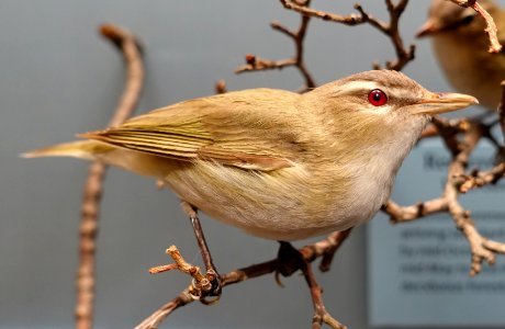 Vireo olivaceus - National Museum of Natural History, United States - DSC00381