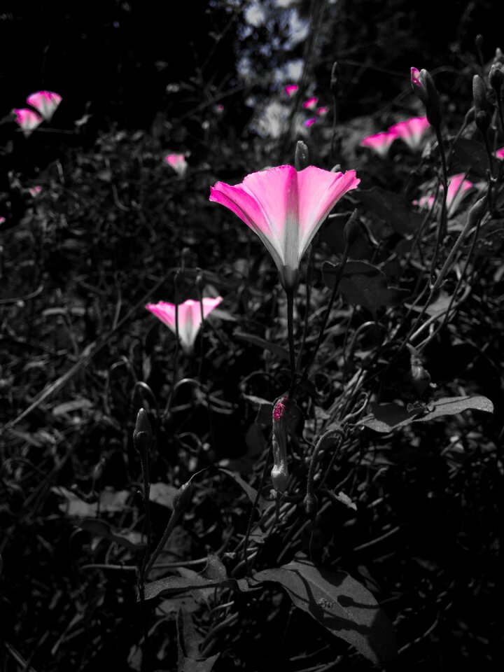 Purple flower purple flowers nature