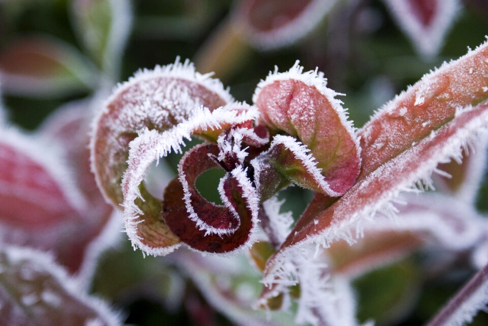 Frost nature plant