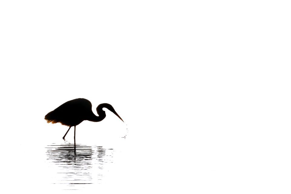 Bird nature outdoor life