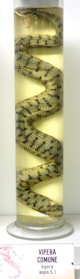 Vipera aspis - Museo Civico di Storia Naturale Giacomo Doria - Genoa, Italy - DSC03184