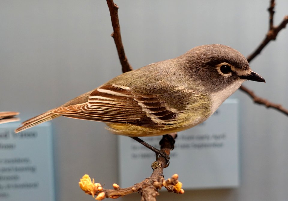 Vireo solitarius - National Museum of Natural History, United States - DSC00378