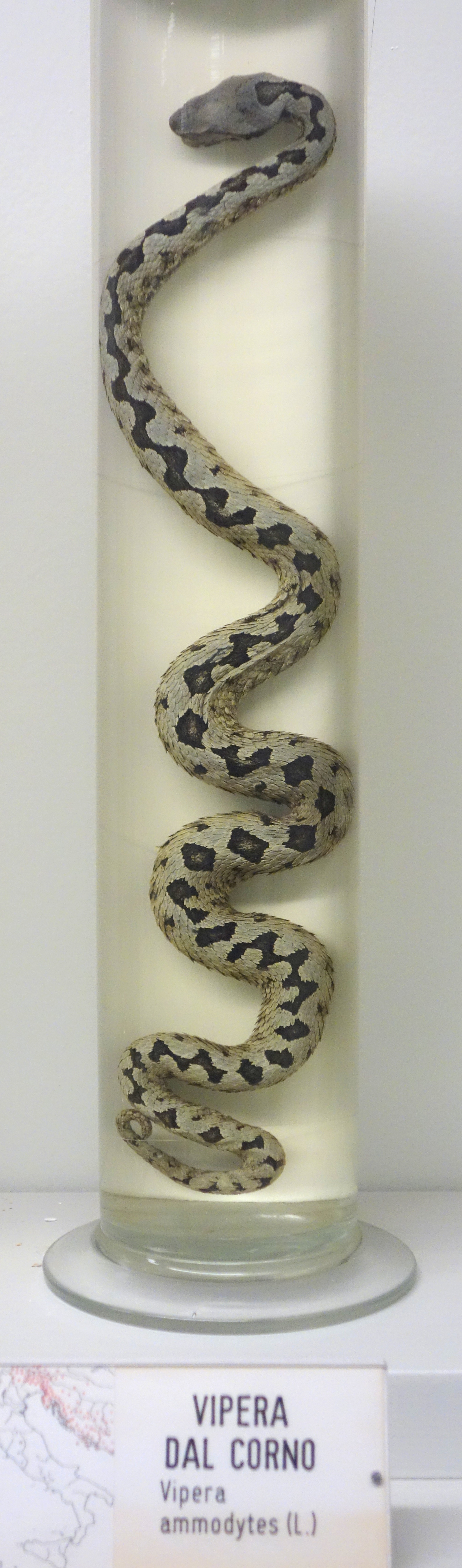 Vipera ammodytes - Museo Civico di Storia Naturale Giacomo Doria - Genoa, Italy - DSC03181