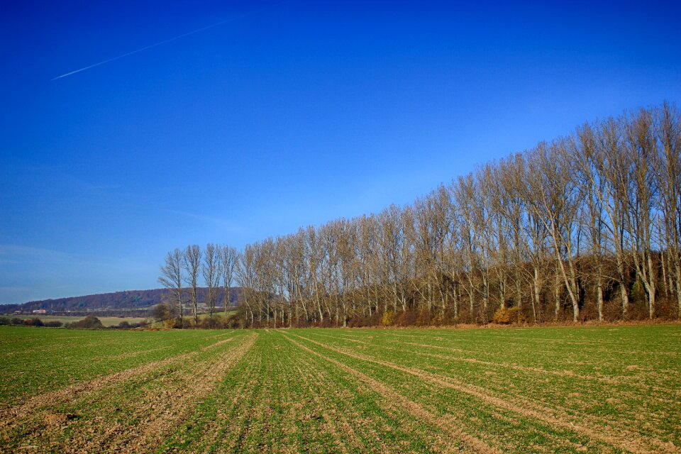 Row of trees sky blue photo