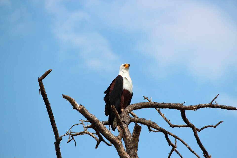 Animal world sky bird of prey