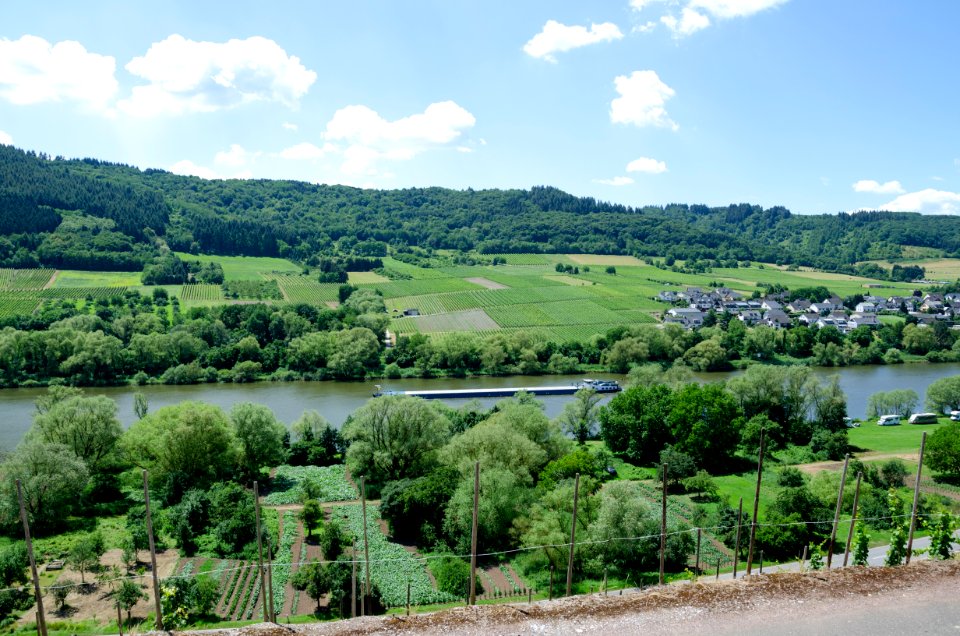Vineyards by the Mosel jun 2018 (1)