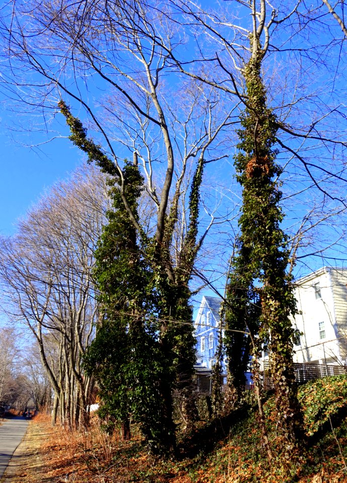 Vines - Arlington, MA - DSC03993