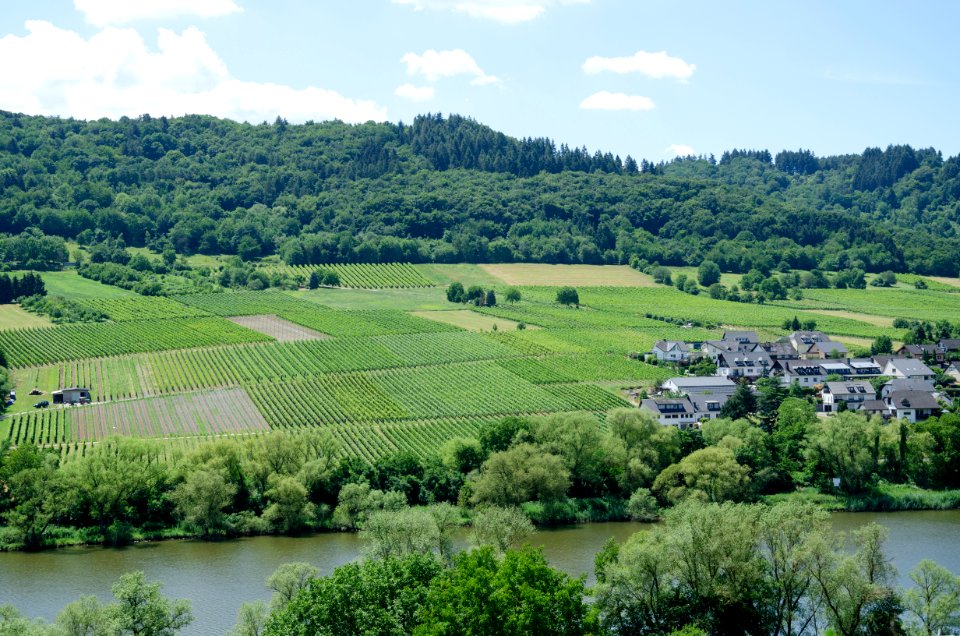 Vineyards by the Mosel jun 2018 (3)