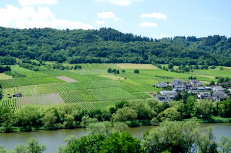 Vineyards by the Mosel jun 2018 (3)