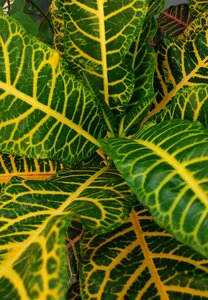 Yellowish green plants floral