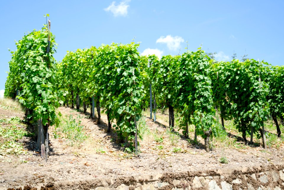 Vineyard by the Mosel jun 2018 (1)