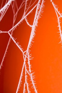 Spiderweb cobweb frost photo
