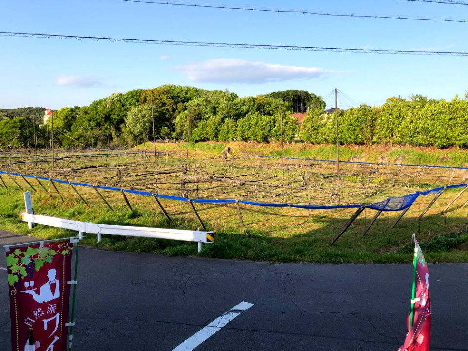 Vineyards-in-Okazaki-1