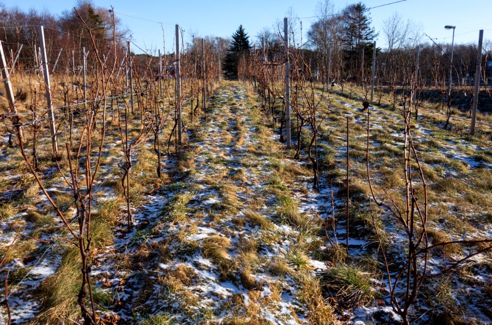 Vines in Cateaux Luna vineyard 1