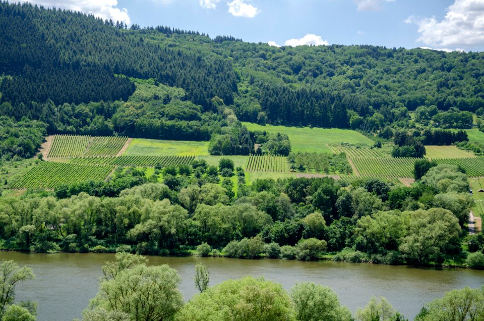 Vineyards by the Mosel jun 2018 (2)