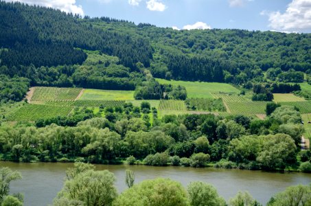 Vineyards by the Mosel jun 2018 (2)