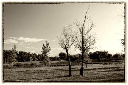 Vintage (195522801)