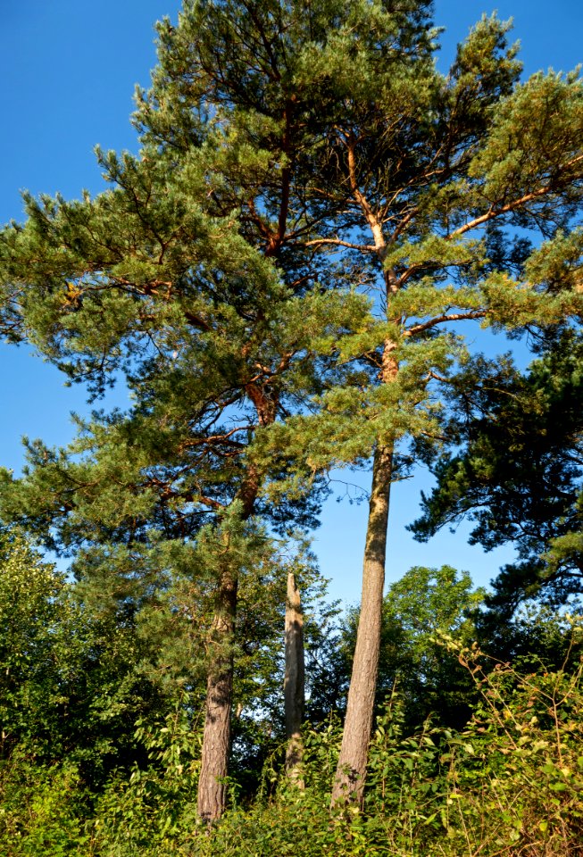 Vindbräcka menhir south side 2