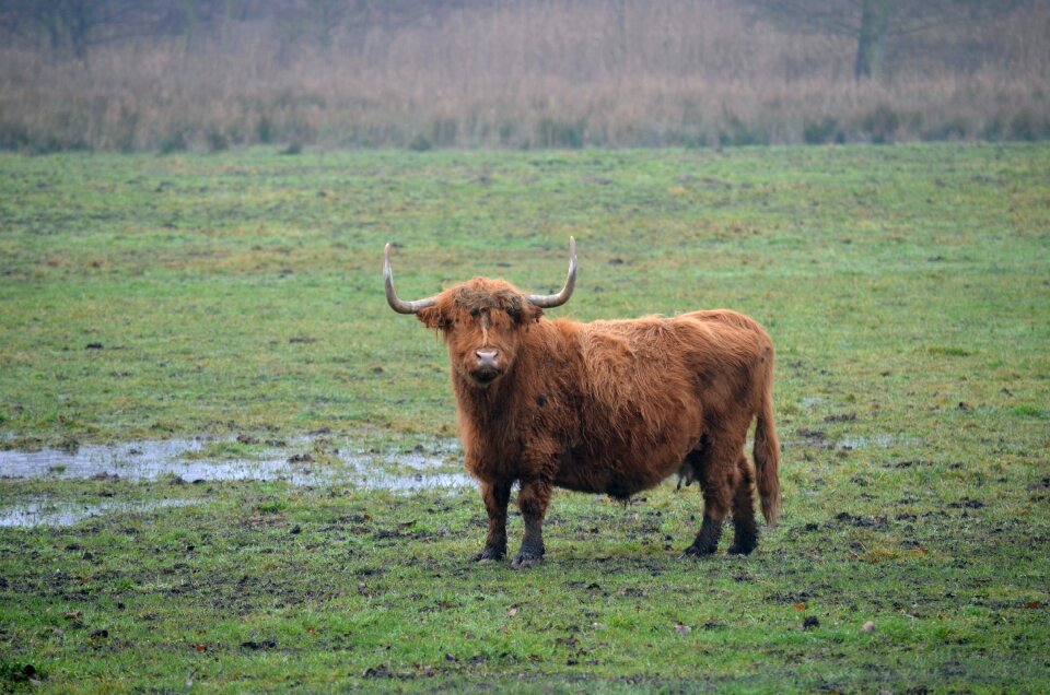 Cow animals animal