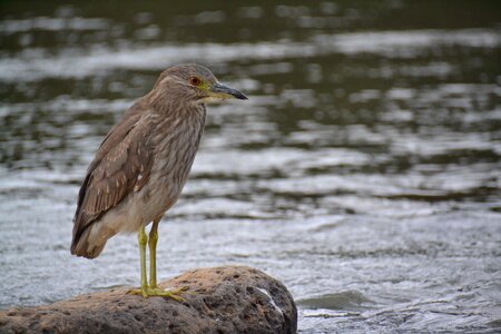 Birdie rio stone