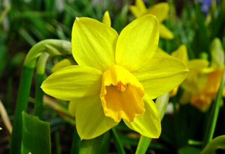 Yellow plant narcissus trąbkowy photo