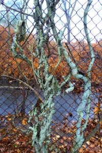 Vine - Arlington, MA - DSC03265