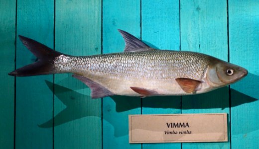 Vimba vimba - Swedish Museum of Natural History - Stockholm, Sweden - DSC00597