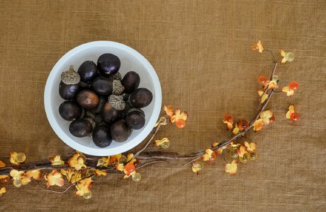 Bittersweet fall icons autumn