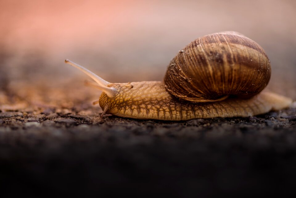 Outdoor blur animal