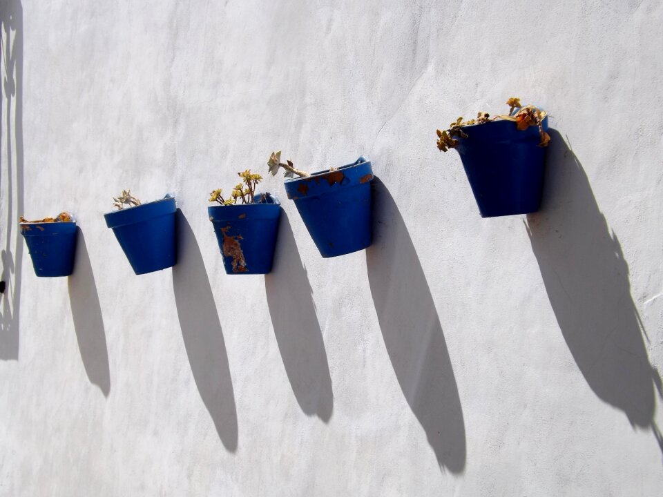 Wall gardening plant