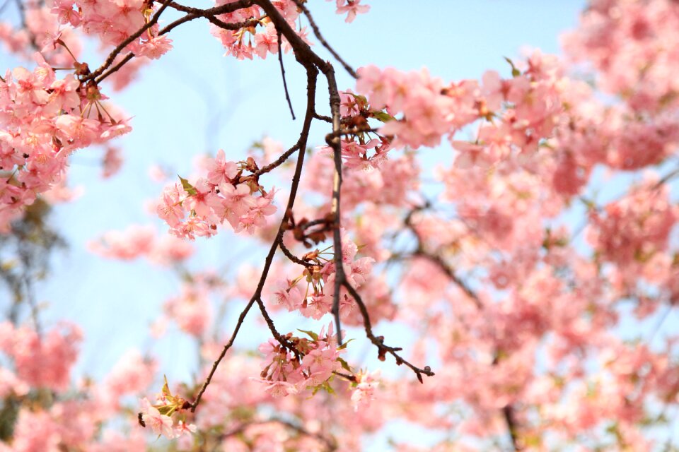 The scenery flower powder